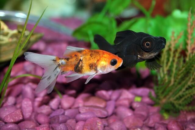 アクアリウム 初心者