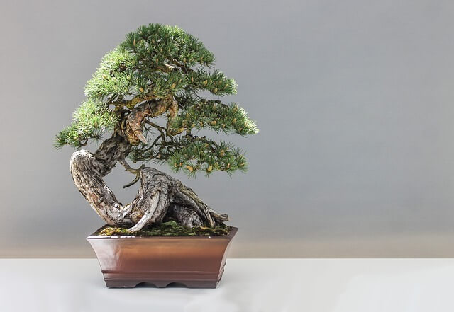 盆栽について