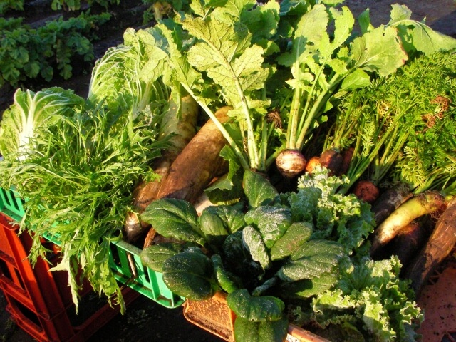 野菜(やさい)とは?