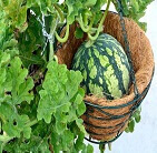 スペシャル講座なら100%資格取得できます