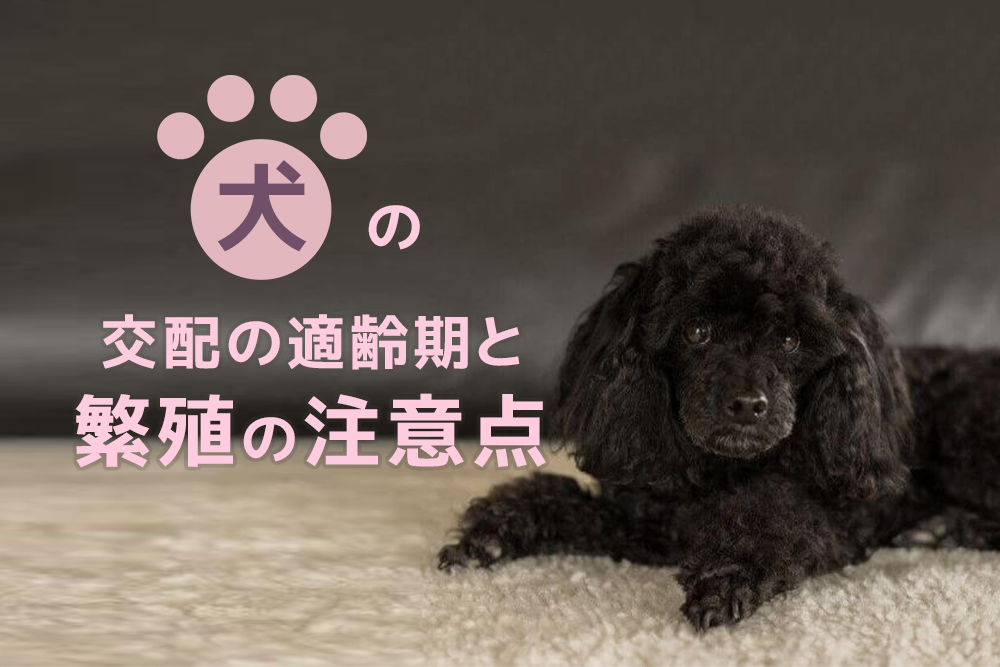 知っておきたい!犬の交配の適齢期と繁殖の注意点