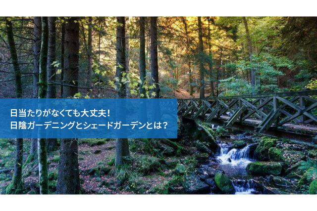 日当たりがなくても大丈夫!日陰ガーデニングとシェードガーデンとは?