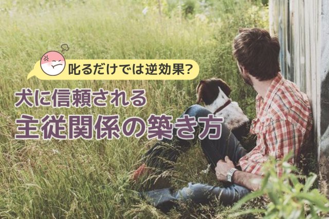 叱るだけでは逆効果?犬に信頼される主従関係の築き方