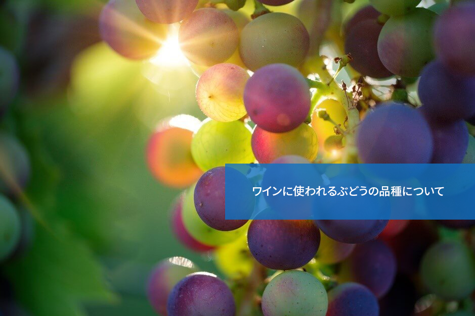 こんなにあった!ワインに使われるぶどうの品種について