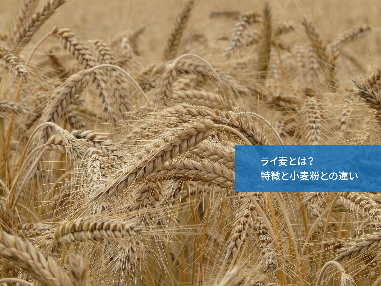 ダイエットにいいって本当?ライ麦とは特徴と小麦粉との違い