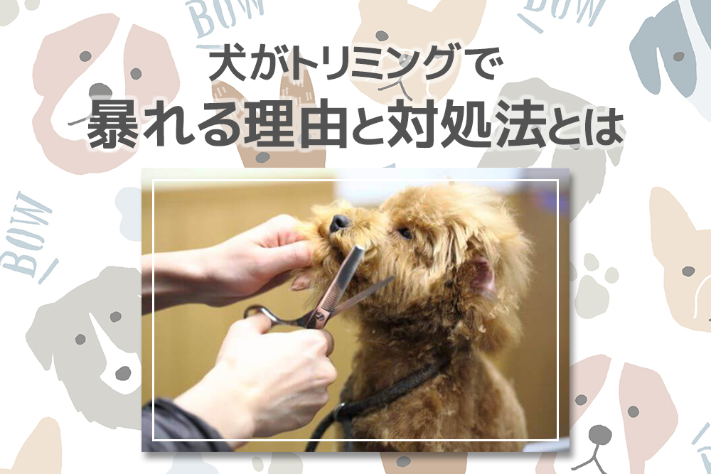 どうすればいいの?犬がトリミングで暴れる理由と対処法とは