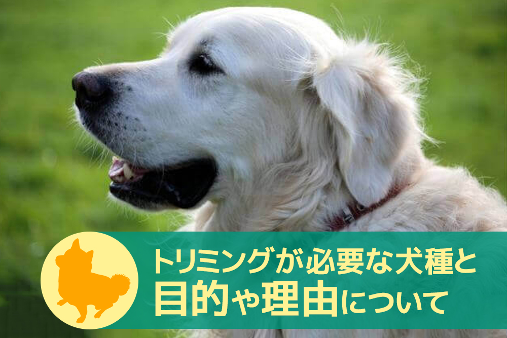 トリミングがいらない犬もいる?トリミングが必要な犬種と目的や理由について