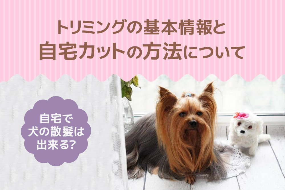 自宅で犬の散髪は出来る?トリミングの基本情報と自宅カットの方法について