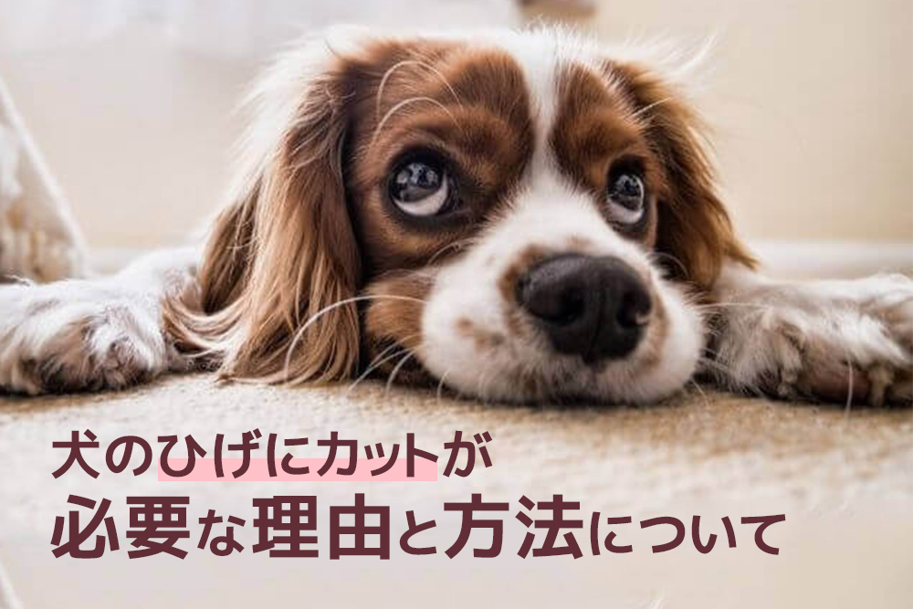 犬のひげはカットするべき?犬のひげにカットが必要な理由と方法について