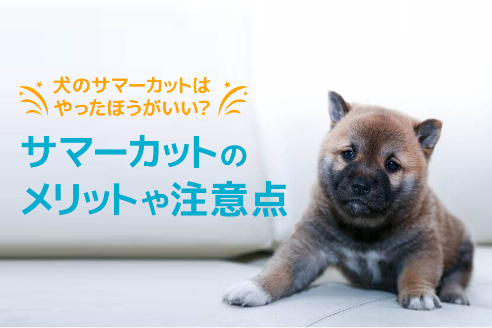 犬のサマーカットはやったほうがいい?サマーカットのメリットや注意点