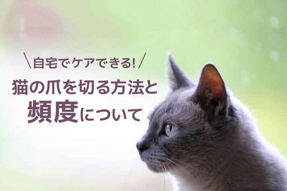 自宅でケアできる!猫の爪を切る方法と頻度について