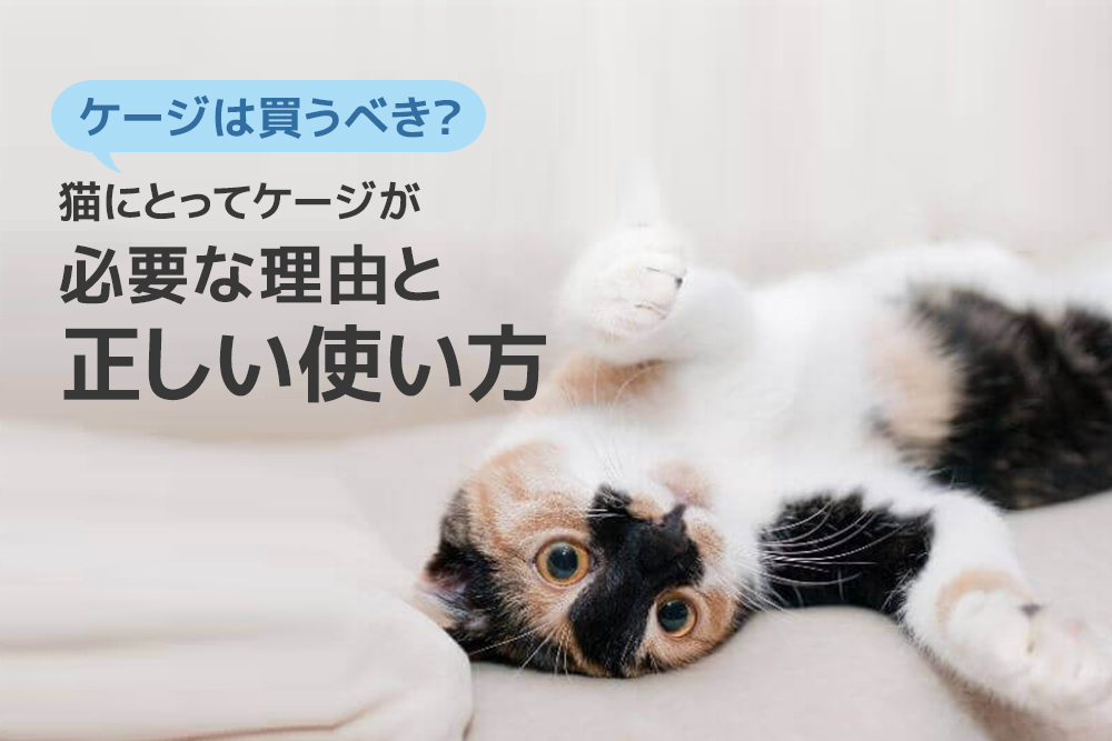 ケージは買うべき?猫にとってケージが必要な理由と正しい使い方