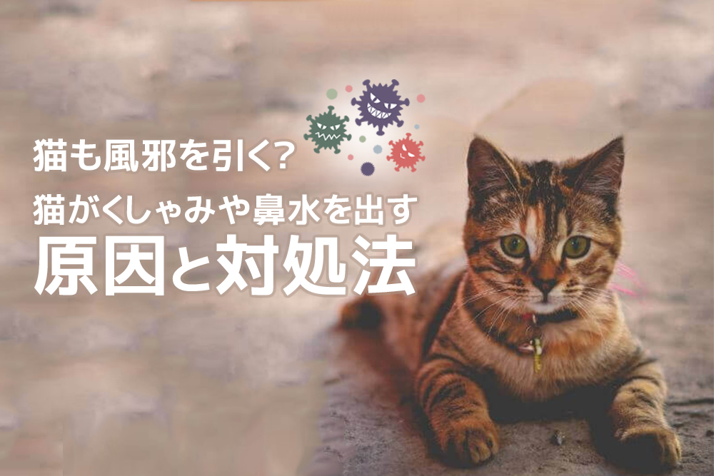 猫も風邪を引く?猫がくしゃみや鼻水を出す原因と対処法