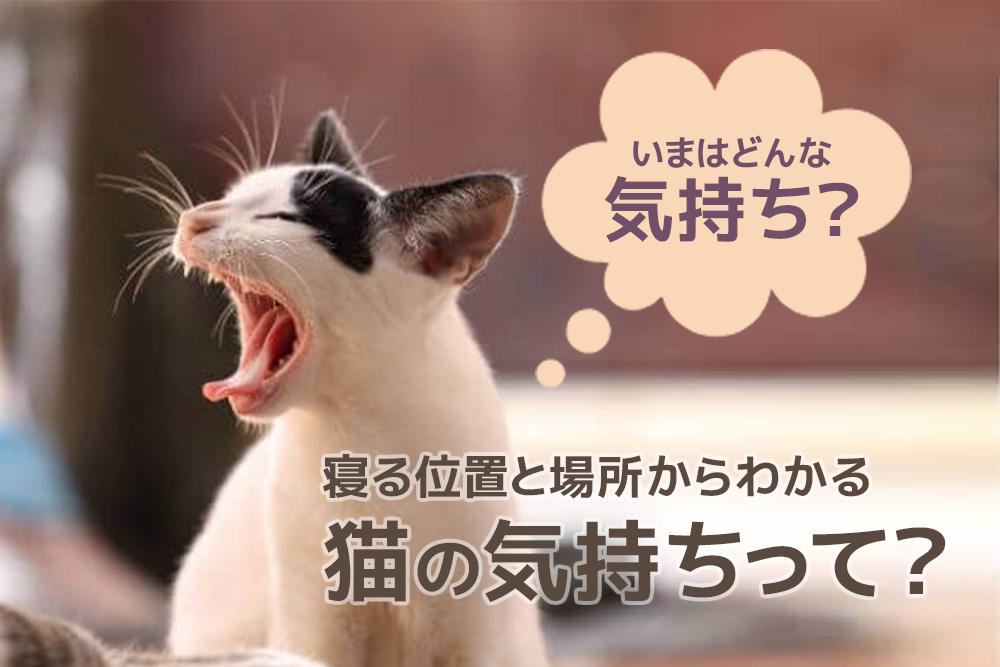 いまはどんな気持ち?寝る位置と場所からわかる猫の気持ちって?