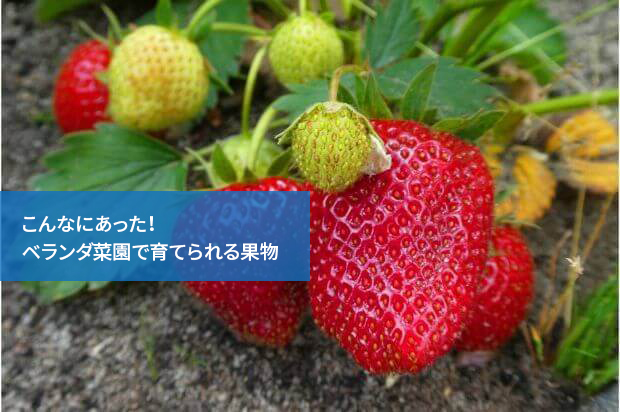 こんなにあった!ベランダ菜園で育てられる果物
