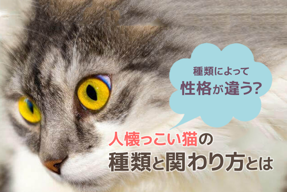 種類によって性格が違う?人懐っこい猫の種類と関わり方とは
