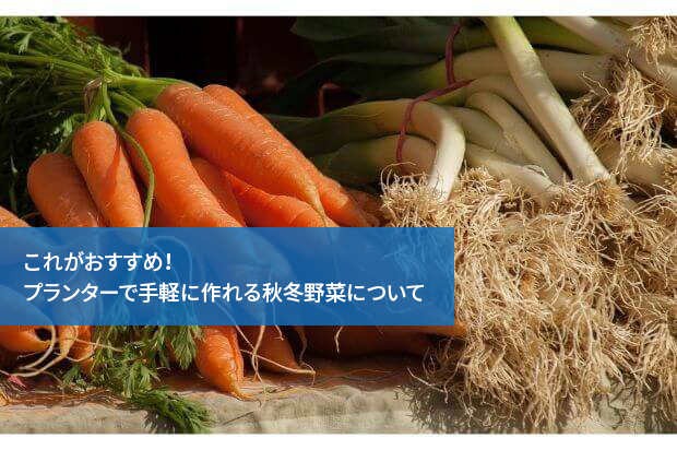これがおすすめ!プランターで手軽に作れる秋冬野菜について