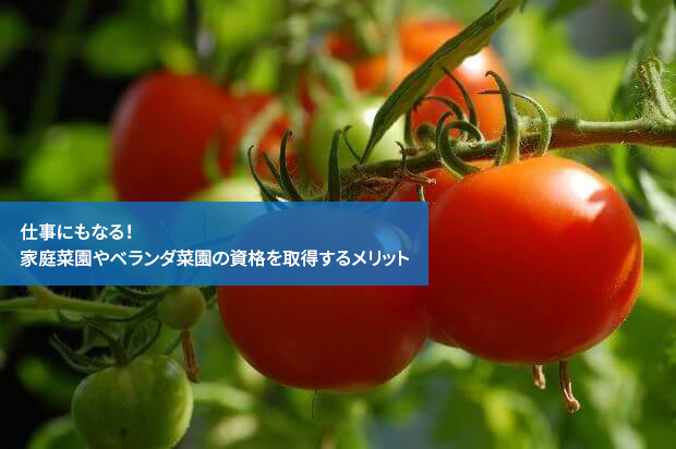 仕事にもなる!家庭菜園やベランダ菜園の資格を取得するメリット