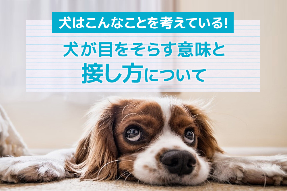 犬はこんなことを考えている!犬が目をそらす意味と接し方について