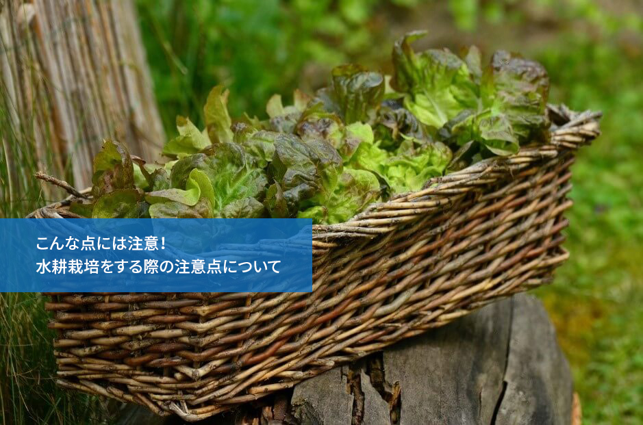 こんな点には注意!水耕栽培をする際の注意点について