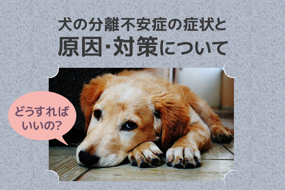 どうすればいいの?犬の分離不安症の症状と原因・対策について
