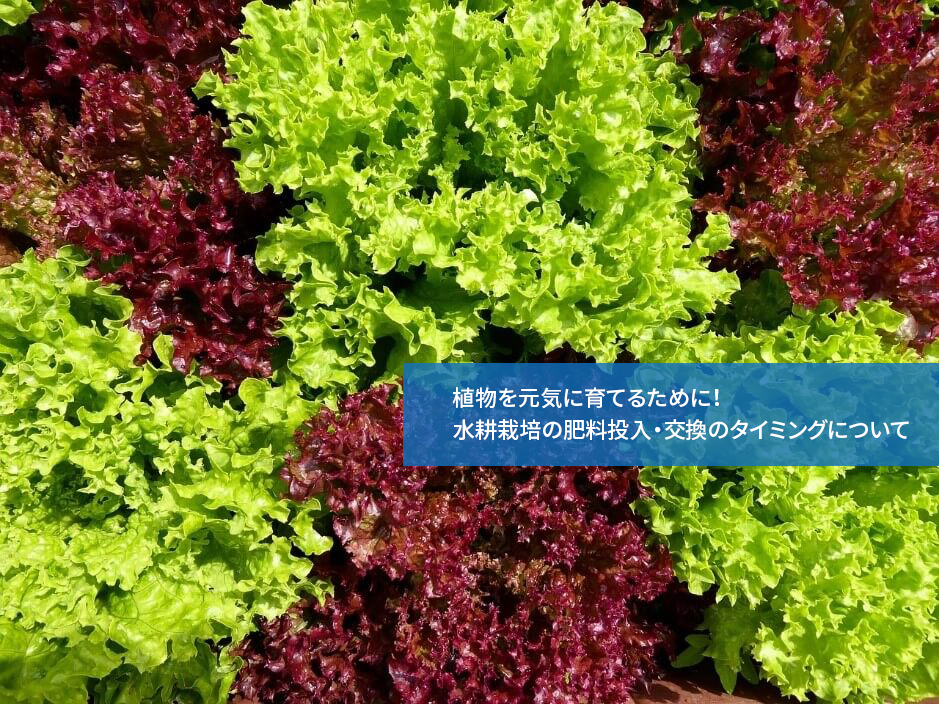 植物を元気に育てるために!水耕栽培の肥料投入・交換のタイミングについて