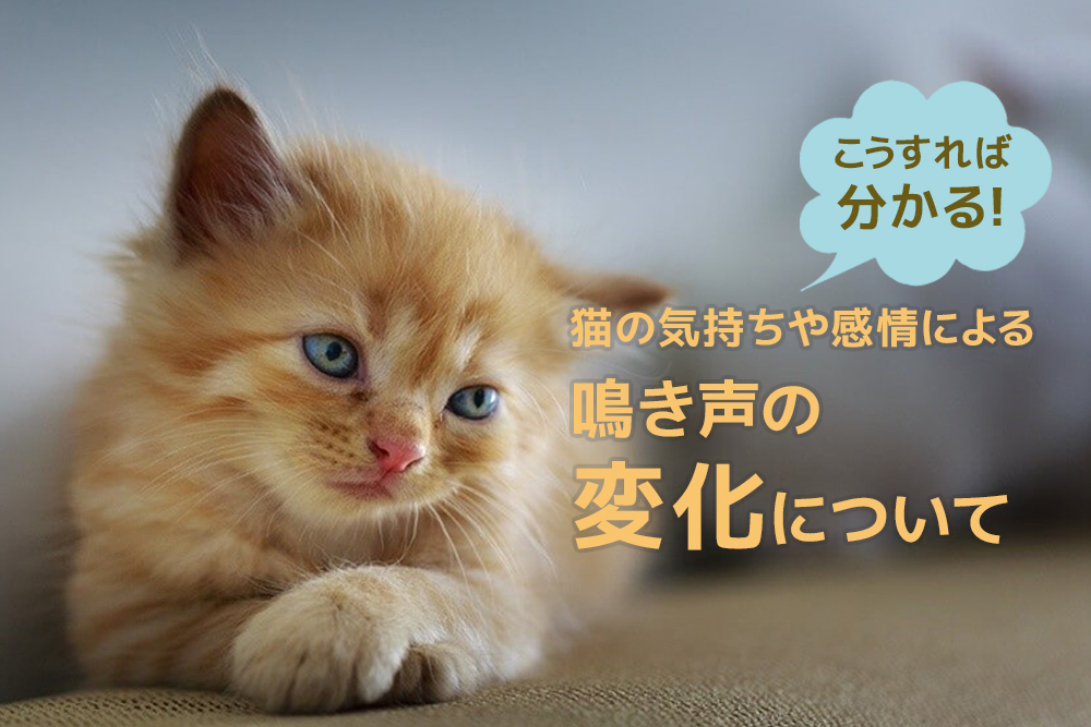 こうすれば分かる!猫の気持ちや感情による鳴き声の変化について