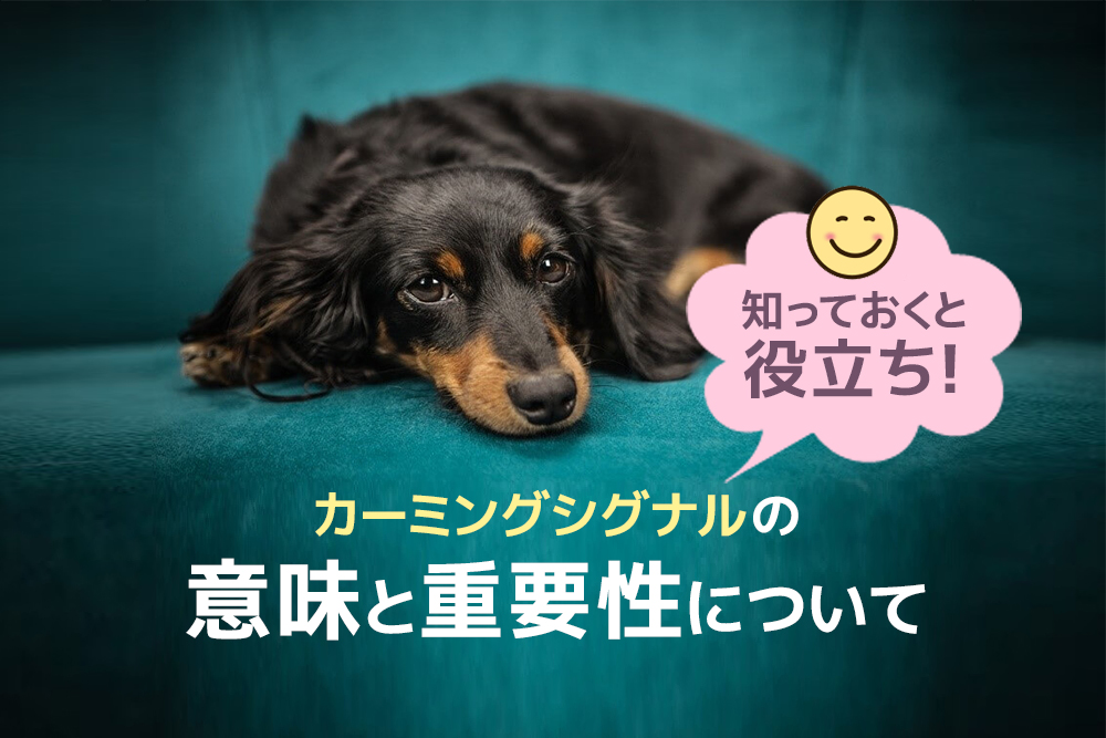 知っておくと役立ち!カーミングシグナルの意味と重要性について
