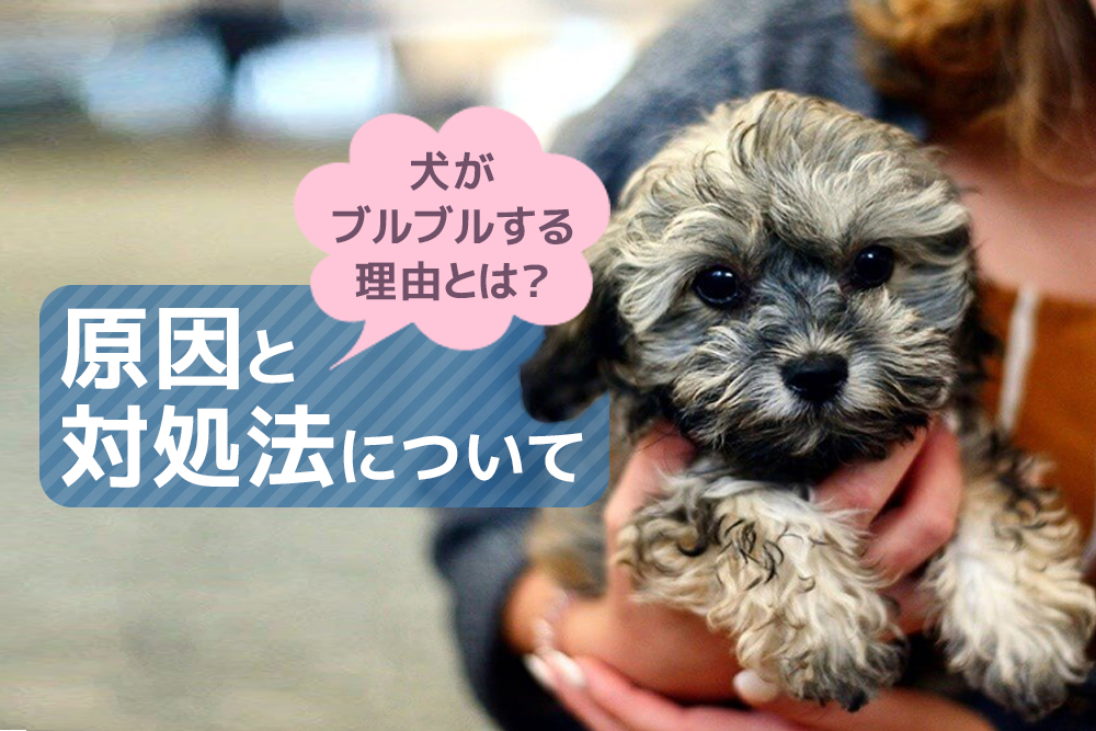犬がブルブルする理由とは?原因と対処法について