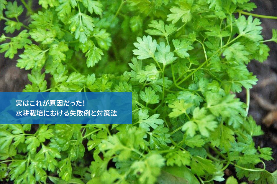 実はこれが原因だった!水耕栽培における失敗例と対策法
