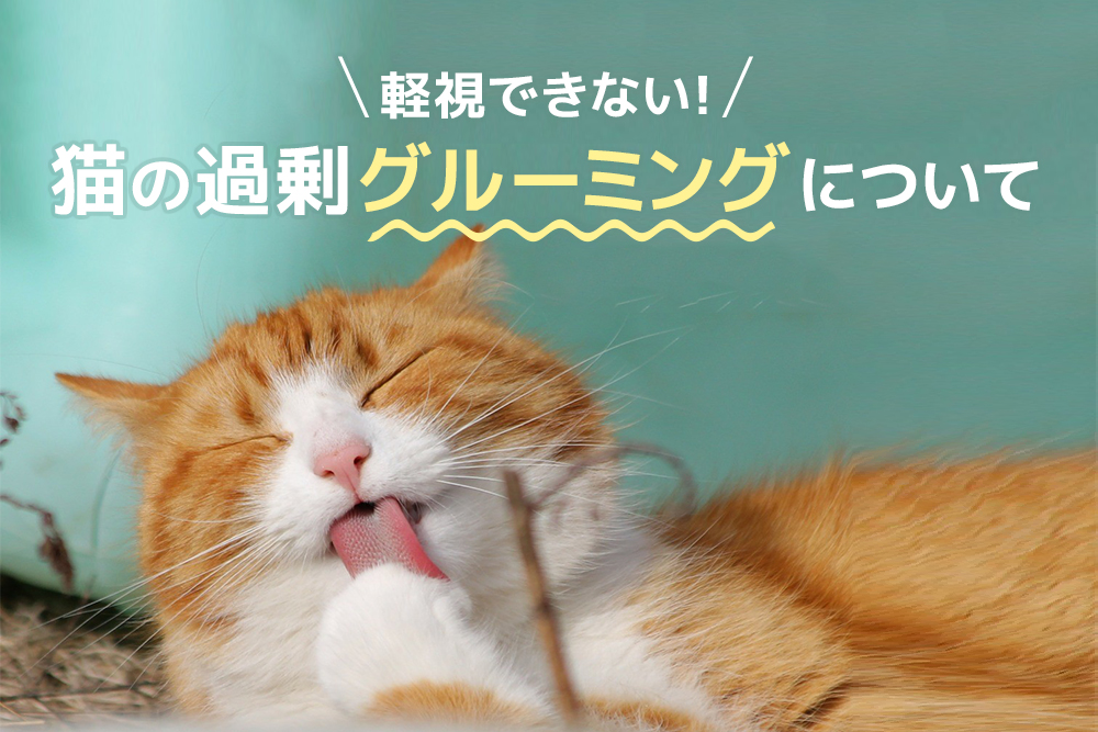 軽視できない!猫の過剰グルーミングについて