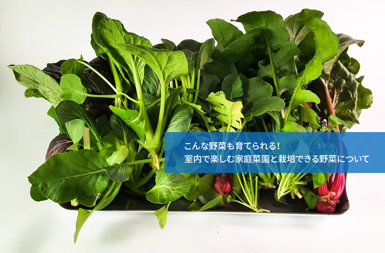 こんな野菜も育てられる!室内で楽しむ家庭菜園と栽培できる野菜について