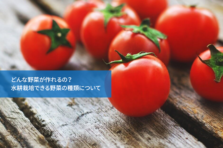 どんな野菜が作れるの?水耕栽培できる野菜の種類について