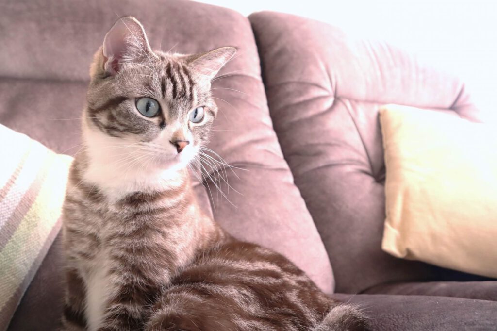 スペシャル講座なら100%資格取得できます