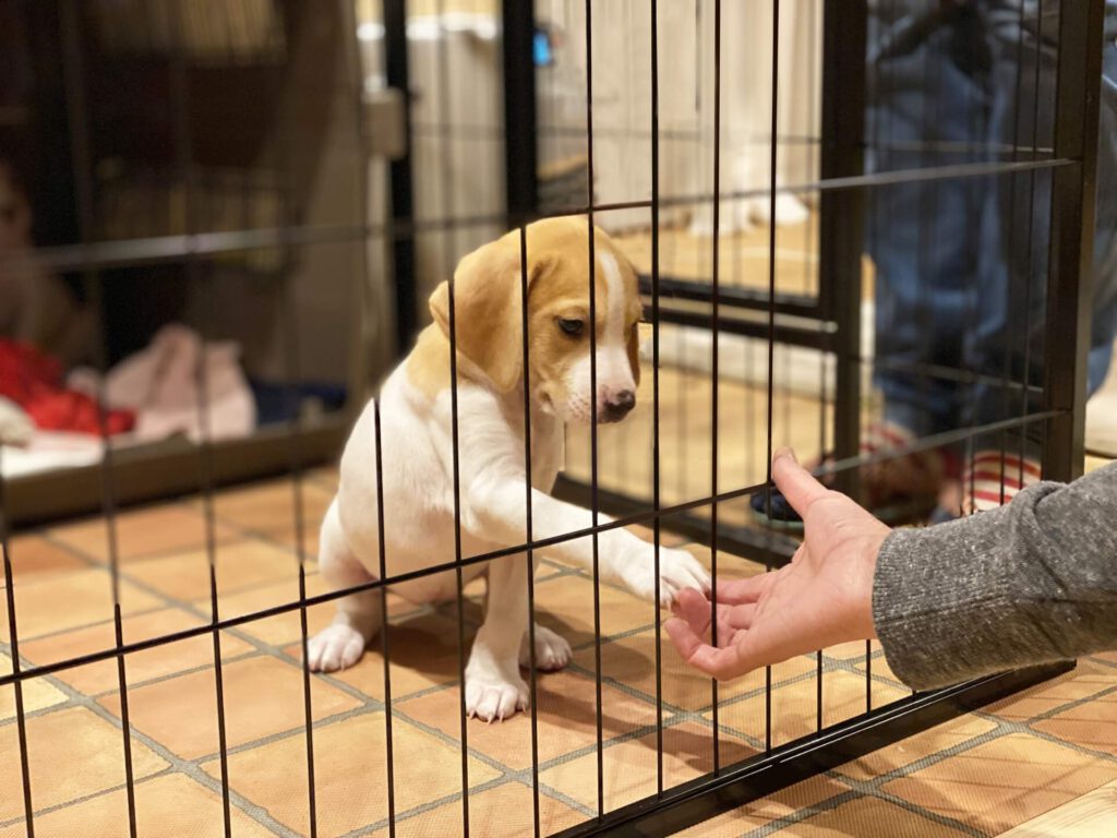 スペシャル講座なら100%資格取得できます