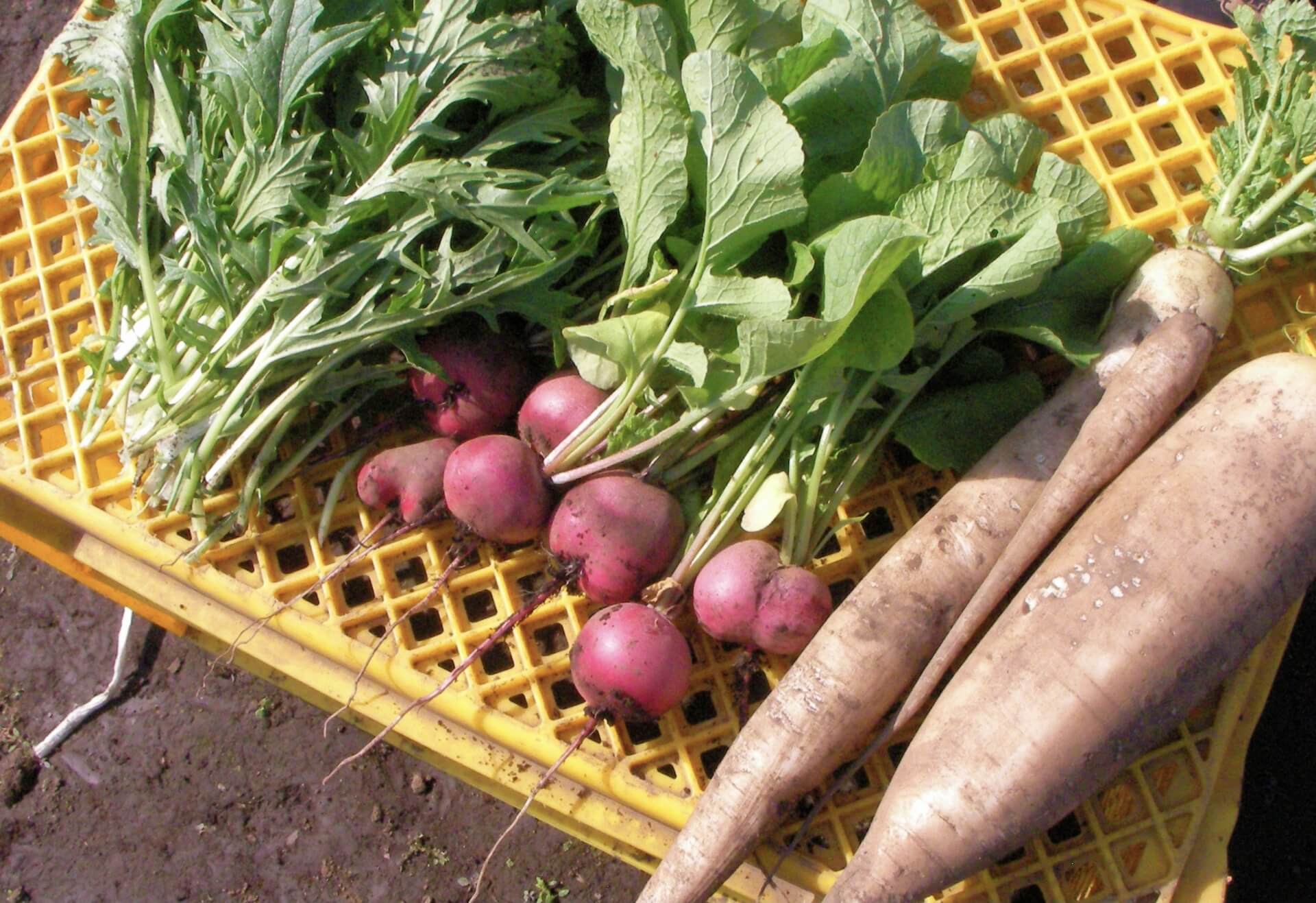 野菜パティシエ資格試験概要