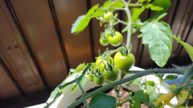 ベランダ菜園士®