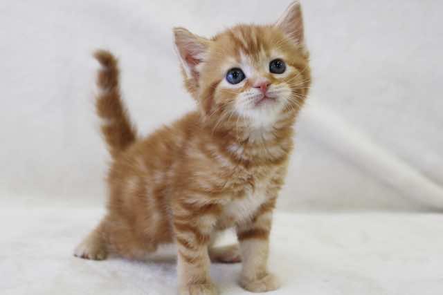 猫の育て方アドバイザー