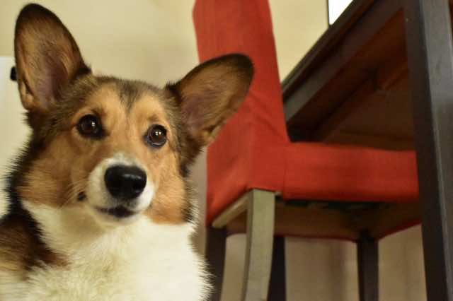 ドッグトレーニングアドバイザー