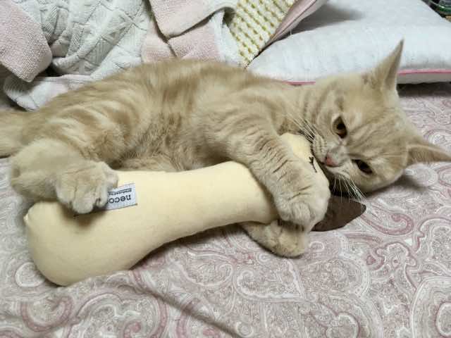 犬猫ストレスケアアドバイザー