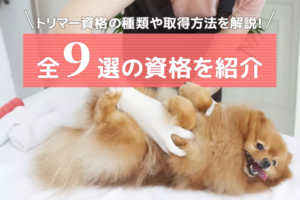 トリマー資格の種類や取得方法を解説！全9選の資格を紹介
