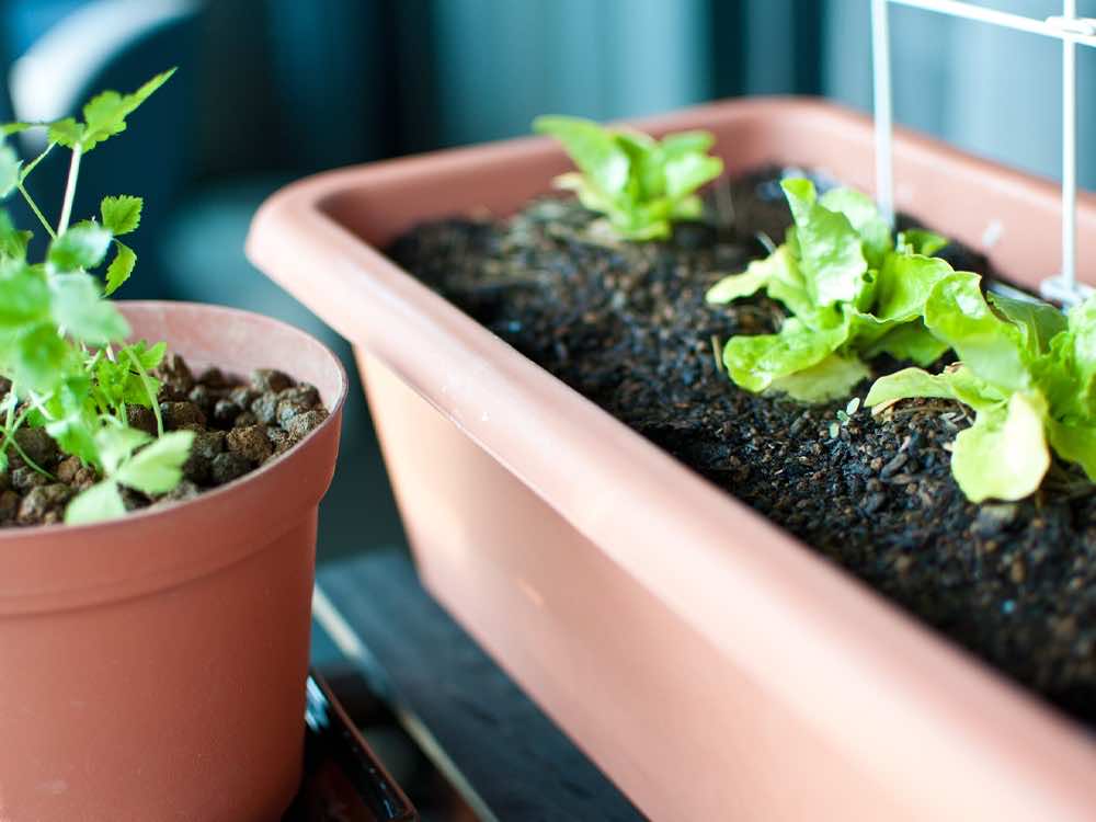 ベランダ菜園の資格保有者が活躍できるフィールドは?